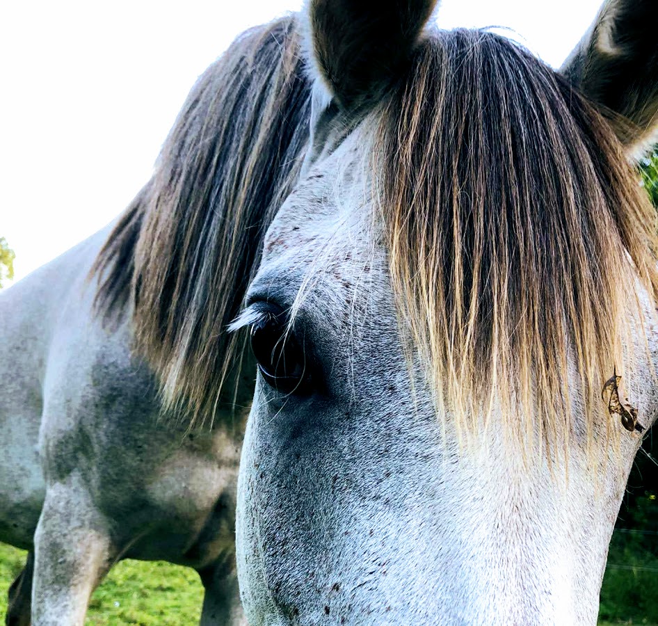 Close image of a white horse with brown mane.